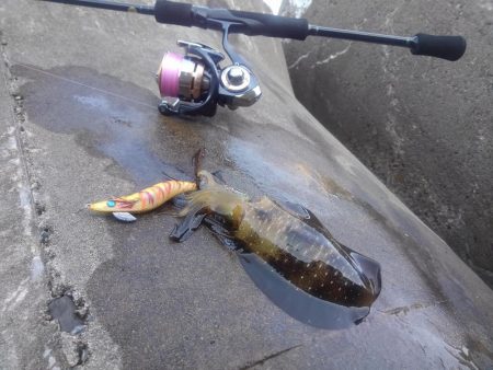 エギング秋シーズン開幕